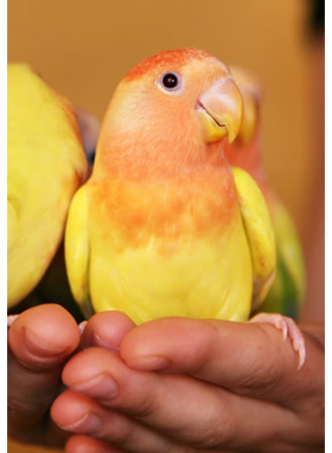 سيتاكوس بستاكوس إيغ فود – تركيبة بيض عالية البروتين لطيور الببغاء | مثالي للتربية والنمو وتعزيز جودة الريش – مكونات طبيعية 100% بدون مواد معدّلة وراثيًا - 1 كجم - Image 5