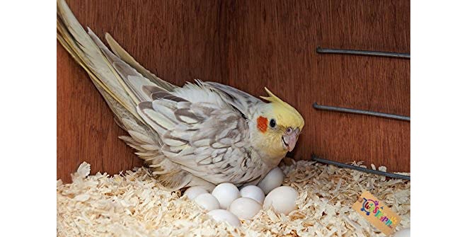 Western Era Natural Wood Shaving Nesting Material for Birds (1Kg) - Image 3