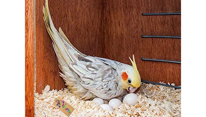 Western Era Natural Wood Shaving Nesting Material for Birds (1Kg) - Image 1