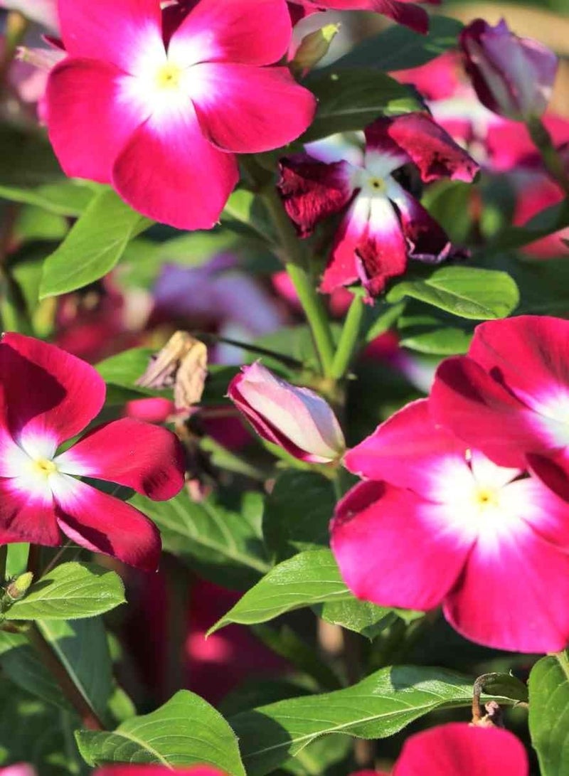 ڤسيل24 مجموعة من 3 بذور زهرة فينكا بينكي متعددة الألوان - Image 3