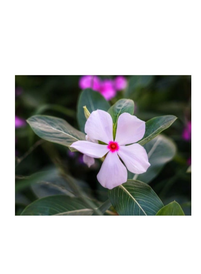 ڤسيل24 مجموعة من 3 بذور زهرة فينكا بينكي متعددة الألوان - Image 1