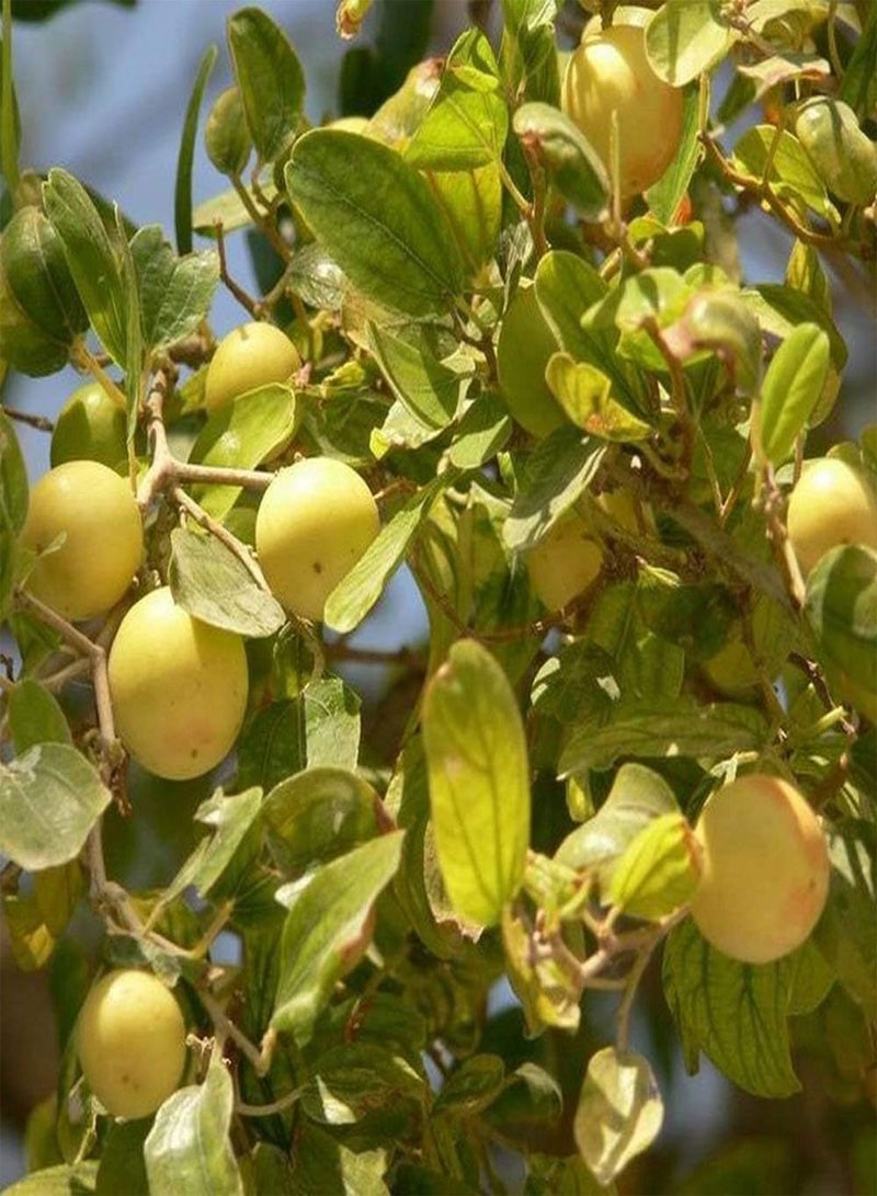 GGOOT Ziziphus Spina-Christi, Christ's Thorn Jujube 20 Seeds