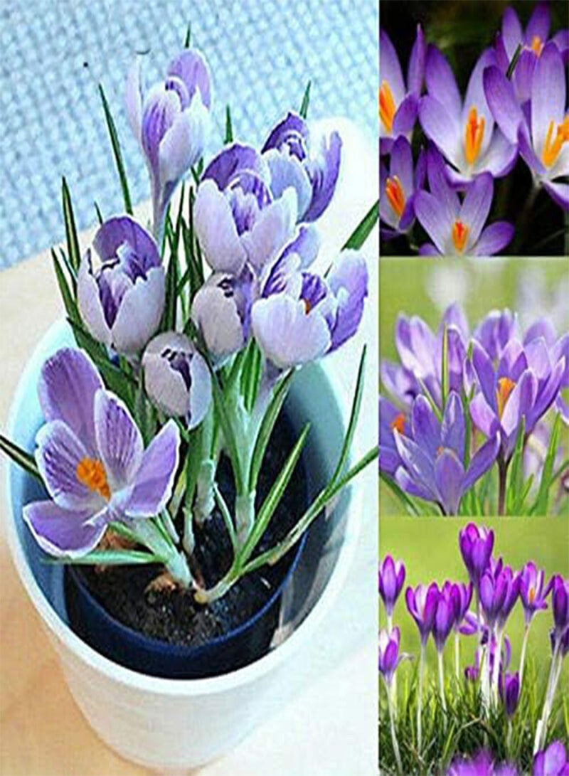 جي جوت 5 بذور من نبات الزعفران، زهرة الزينة للحديقة المنزلية - Image 1