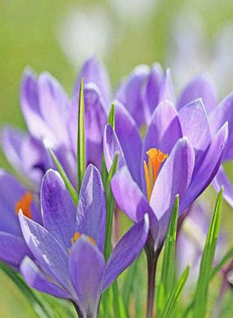 جي جوت 5 بذور من نبات الزعفران، زهرة الزينة للحديقة المنزلية - Image 2