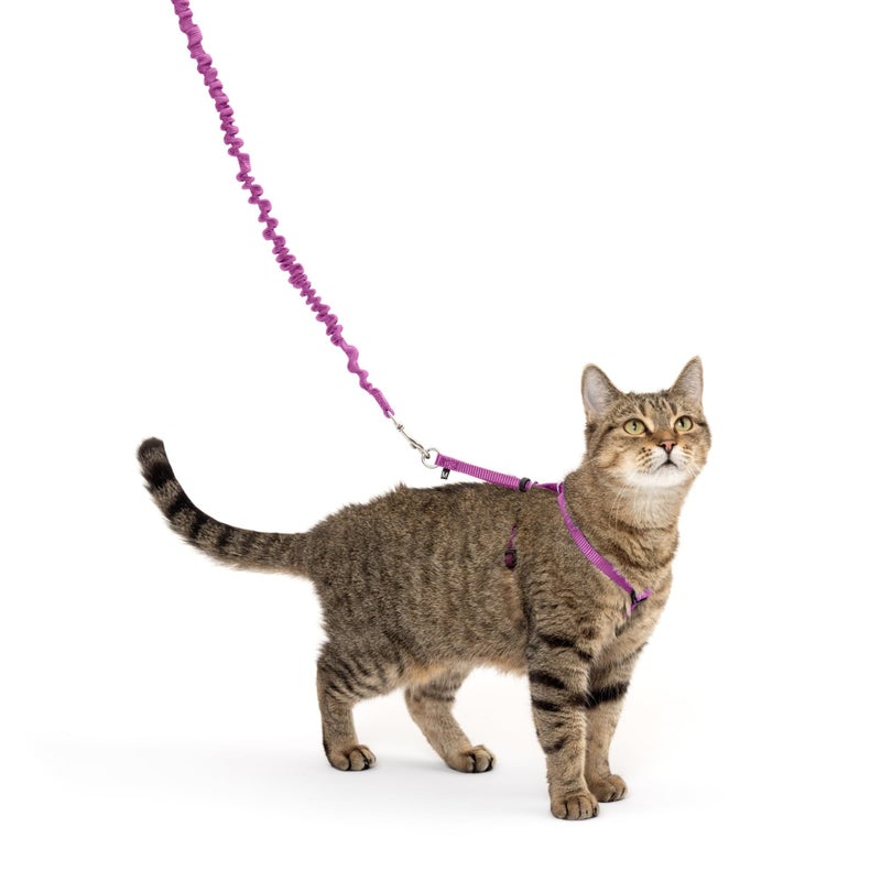 PetSafe Come with Me Kitty Cat Harness & Bungee Leash - Comfortable No-Choke Harness with Lightweight Bungee Leash for Outdoor Fun - Escape Free Pulling Prevention - Medium - Dusty Rose - Image 1