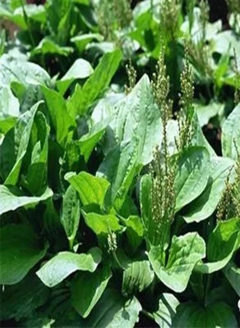 GGOOT 1 Bag 600Pcs Plantain Plants Seeds for Outdoor Lawn Garden Growing Quick Growth Plantain Seeds for Yard Seed 1size - Image 4