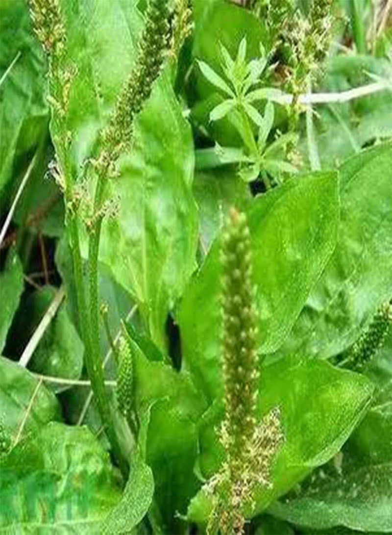 GGOOT 1 Bag 600Pcs Plantain Plants Seeds for Outdoor Lawn Garden Growing Quick Growth Plantain Seeds for Yard Seed 1size - Image 3