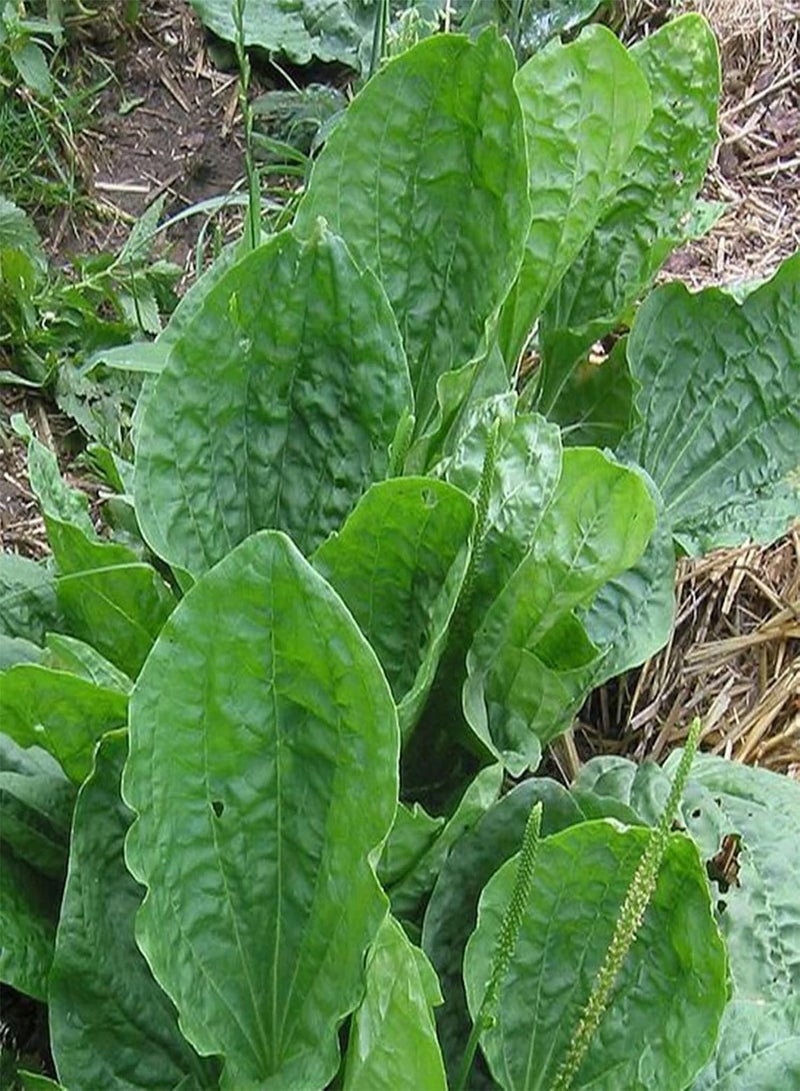 GGOOT 1 Bag 600Pcs Plantain Plants Seeds for Outdoor Lawn Garden Growing Quick Growth Plantain Seeds for Yard Seed 1size - Image 2