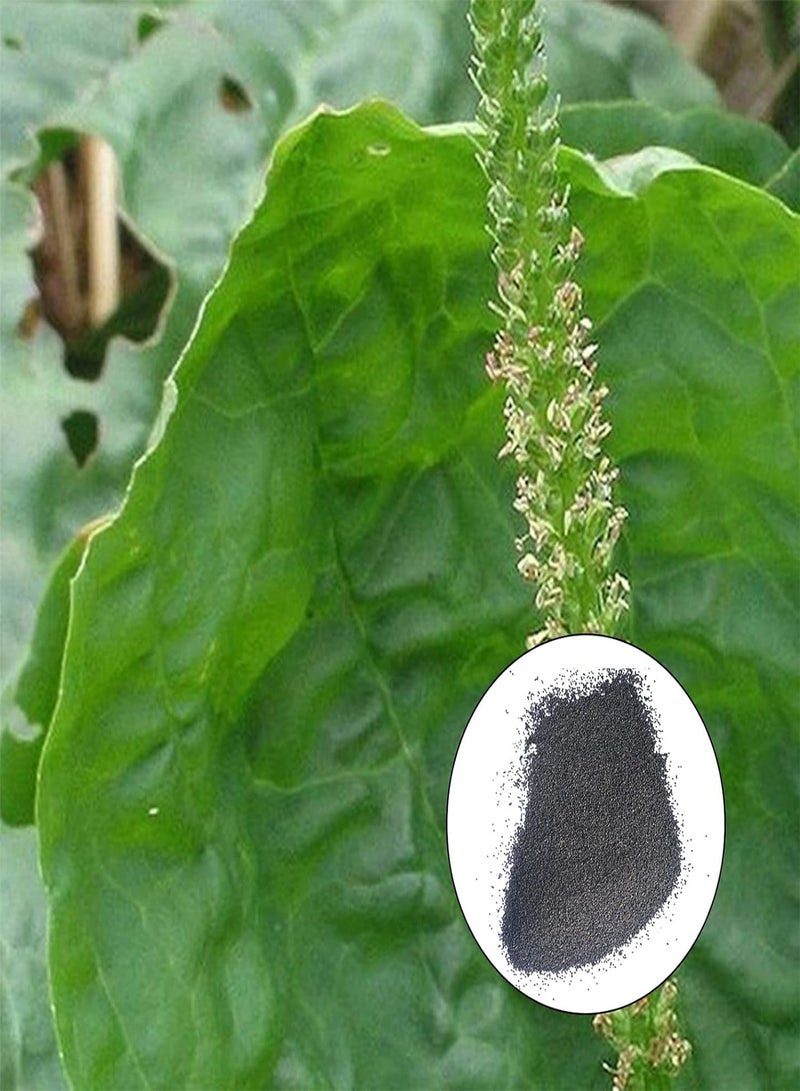 GGOOT 1 Bag 600Pcs Plantain Plants Seeds for Outdoor Lawn Garden Growing Quick Growth Plantain Seeds for Yard Seed 1size - Image 1