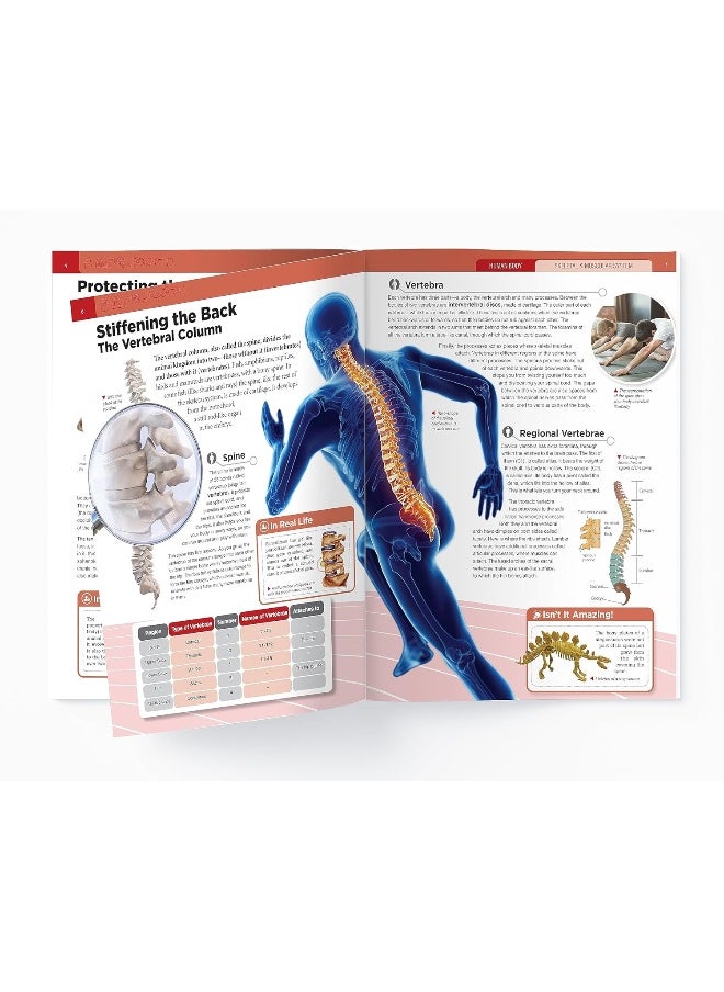Human Body - Skeletal And Muscular System: Knowledge Encyclopedia For Children  - Image 5