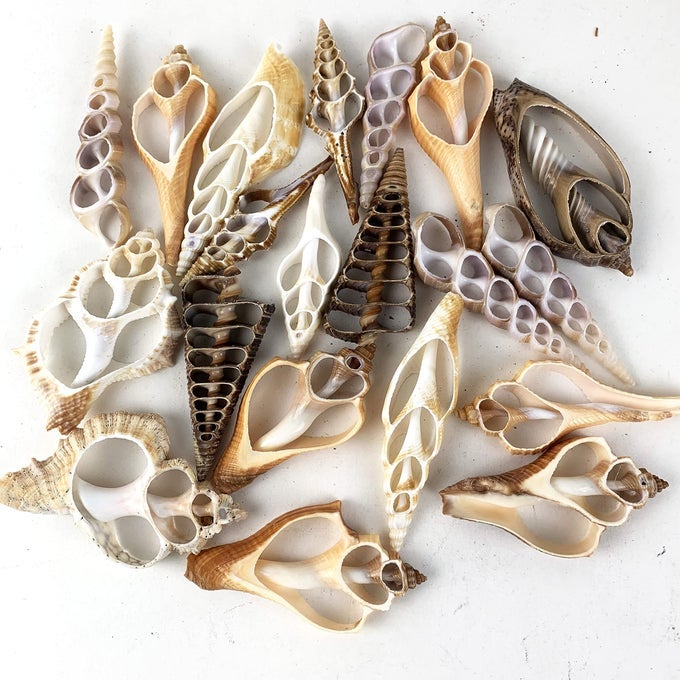 20PC ASSORTED CENTER CUT SEA SHELLS 23 INCH