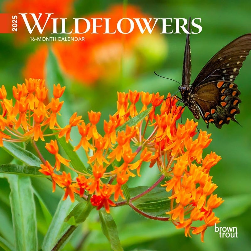 Browntrout Wildflowers | 2025 7 x 14 Inch Monthly Mini Wall Calendar | Plastic-Free | BrownTrout | Flower Outdoor Plant - Image 1