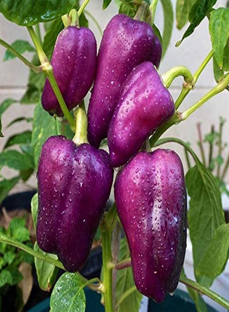 GGOOT Green Seeds, Safe and Harmless & Non-GMO,30Pcs/Bag Bell Pepper Seeds High Germination Rate Beautifying Purple Sweet Tasty Lantern Chilli Seeds for Balcony - Bell Pepper Seeds - Image 2