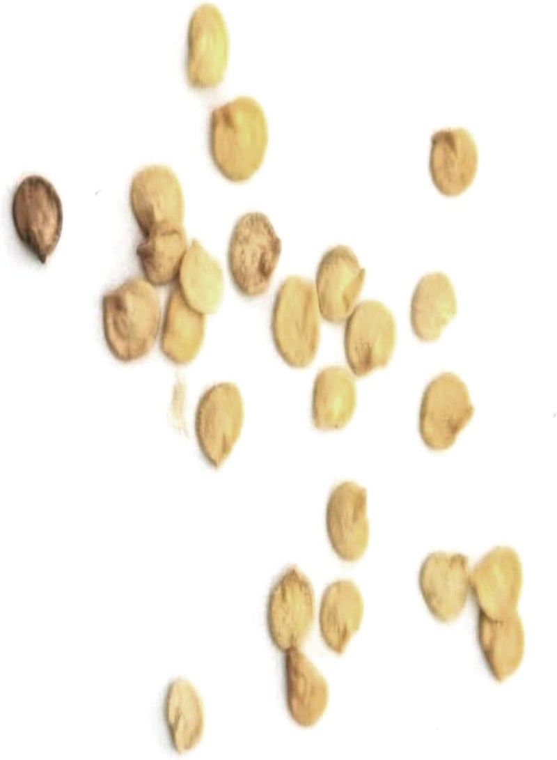 GGOOT Green Seeds, Safe and Harmless & Non-GMO,30Pcs/Bag Bell Pepper Seeds High Germination Rate Beautifying Purple Sweet Tasty Lantern Chilli Seeds for Balcony - Bell Pepper Seeds - Image 5