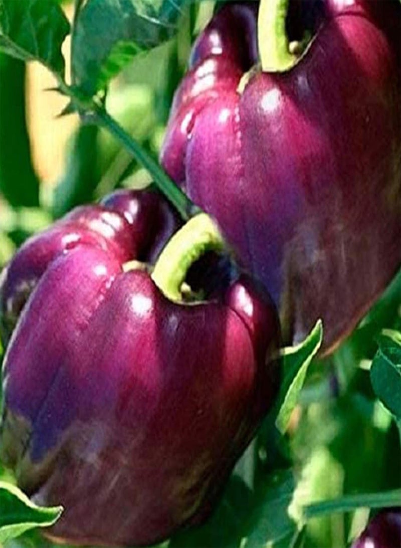 GGOOT Green Seeds, Safe and Harmless & Non-GMO,30Pcs/Bag Bell Pepper Seeds High Germination Rate Beautifying Purple Sweet Tasty Lantern Chilli Seeds for Balcony - Bell Pepper Seeds - Image 4
