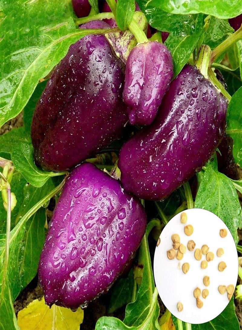 GGOOT Green Seeds, Safe and Harmless & Non-GMO,30Pcs/Bag Bell Pepper Seeds High Germination Rate Beautifying Purple Sweet Tasty Lantern Chilli Seeds for Balcony - Bell Pepper Seeds - Image 1