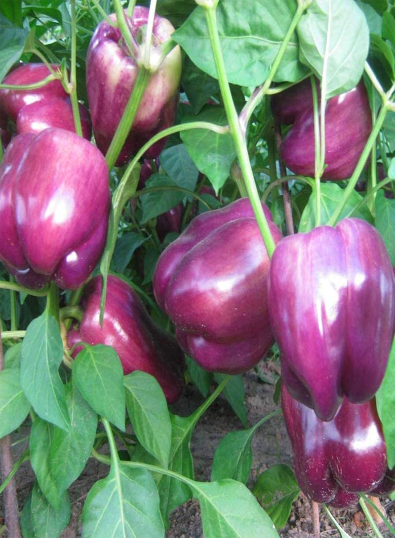 GGOOT Green Seeds, Safe and Harmless & Non-GMO,30Pcs/Bag Bell Pepper Seeds High Germination Rate Beautifying Purple Sweet Tasty Lantern Chilli Seeds for Balcony - Bell Pepper Seeds - Image 3