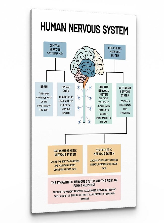 PHAMTE Human Nervous System Mental Health Wall Art,Brain Anatomy and Psychology Art Poster Print Framed Canvas Painting Artwork For Social Worker Therapist Counseling Office Decor(11x14 Inch) - Image 1