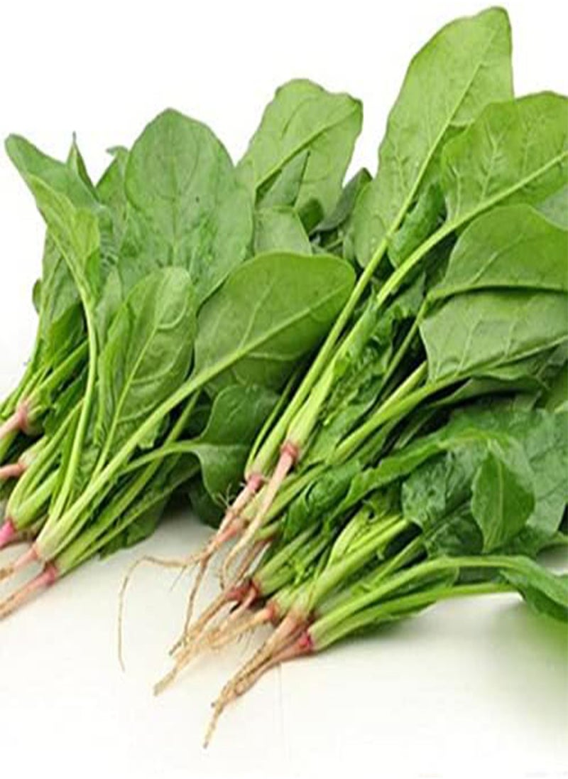 GGOOT - 200 Seeds Green Spinach Spinacia oleracea Seeds Turkana Organic American Spinach Seeds Vegetable Seeds - Image 1