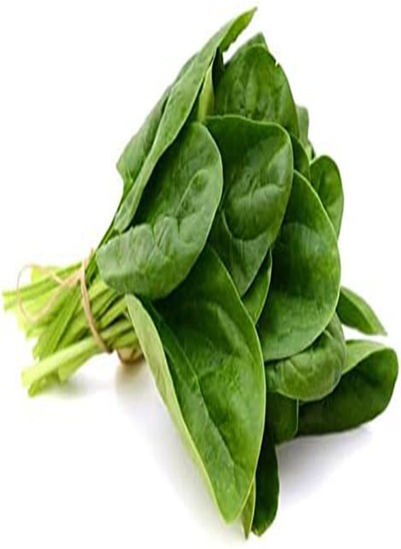 GGOOT - 200 Seeds Green Spinach Spinacia oleracea Seeds Turkana Organic American Spinach Seeds Vegetable Seeds - Image 1