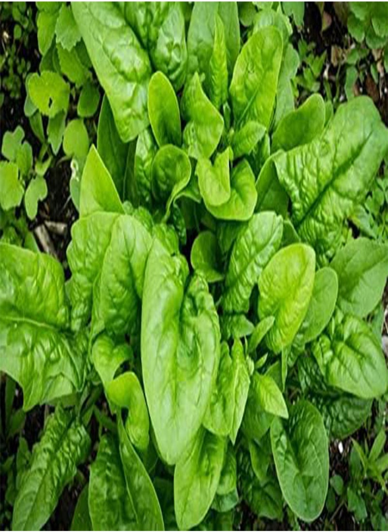 GGOOT - 200 Seeds Green Spinach Spinacia oleracea Seeds Turkana Organic American Spinach Seeds Vegetable Seeds - Image 1