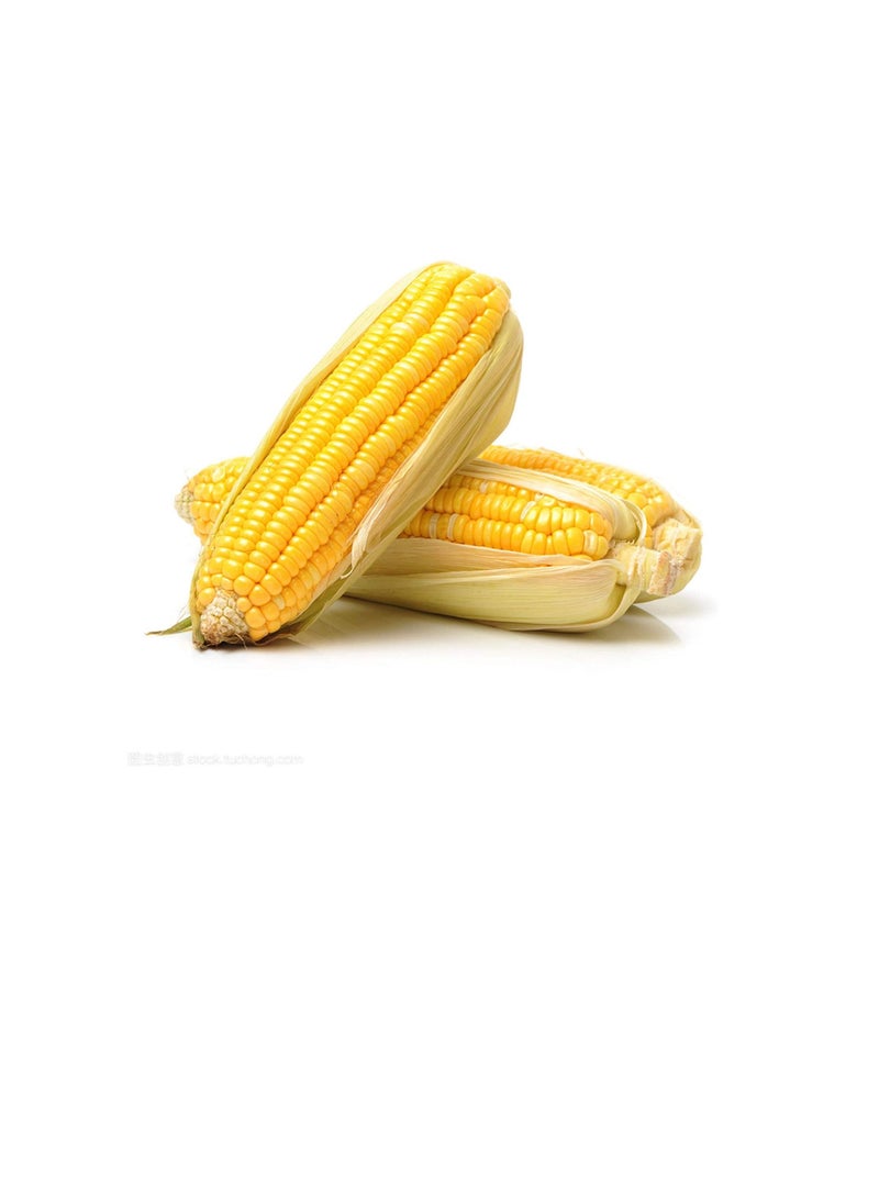 Generic 30pcs Corn Seeds Natural High Germination Rate Sweet Delicious Waxy Corn Seeds for Greenhouse - Yellow Corn Seeds - Flower Seeds Vegetable Seeds Fruit Seeds Garden Plant Seeds  - Image 2