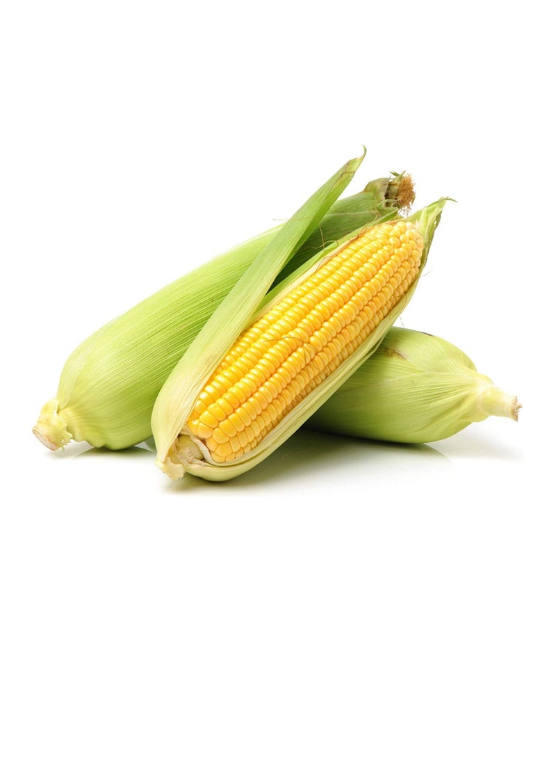 Generic 30pcs Corn Seeds Natural High Germination Rate Sweet Delicious Waxy Corn Seeds for Greenhouse - Yellow Corn Seeds - Flower Seeds Vegetable Seeds Fruit Seeds Garden Plant Seeds  - Image 1