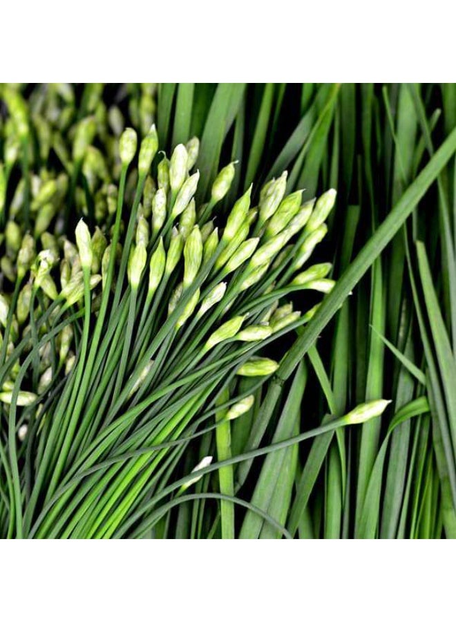 Garlic Chives Herb Seeds