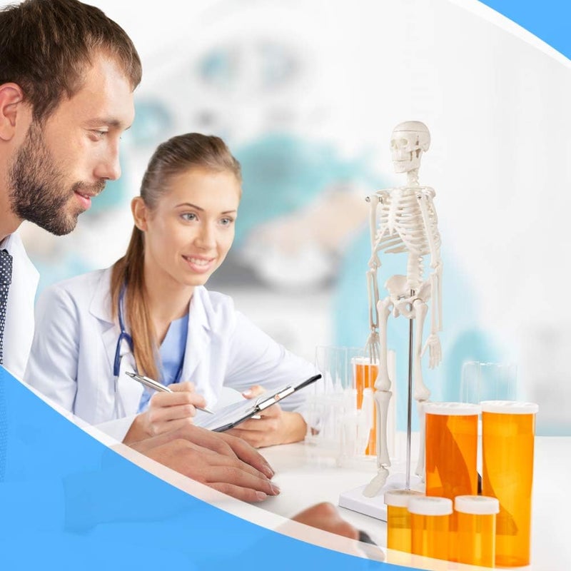 breesky نموذج عظمي بشري من للتشريح، نموذج عظمي بشري صغير بطول 17 بوصة مع أذرع وأرجل قابلة للحركة، نموذج علمي لدراسة التفاصيل الأساسية للجهاز العظمي البشري. - Image 4