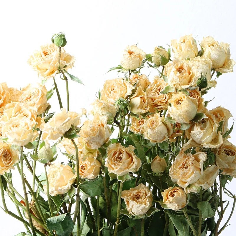 Bluejw Natural Dried Rose Buds with Stem - Wedding Bouquet, Real Dried Rose Flower Bouquets, Decorative Dried Plants - Image 1