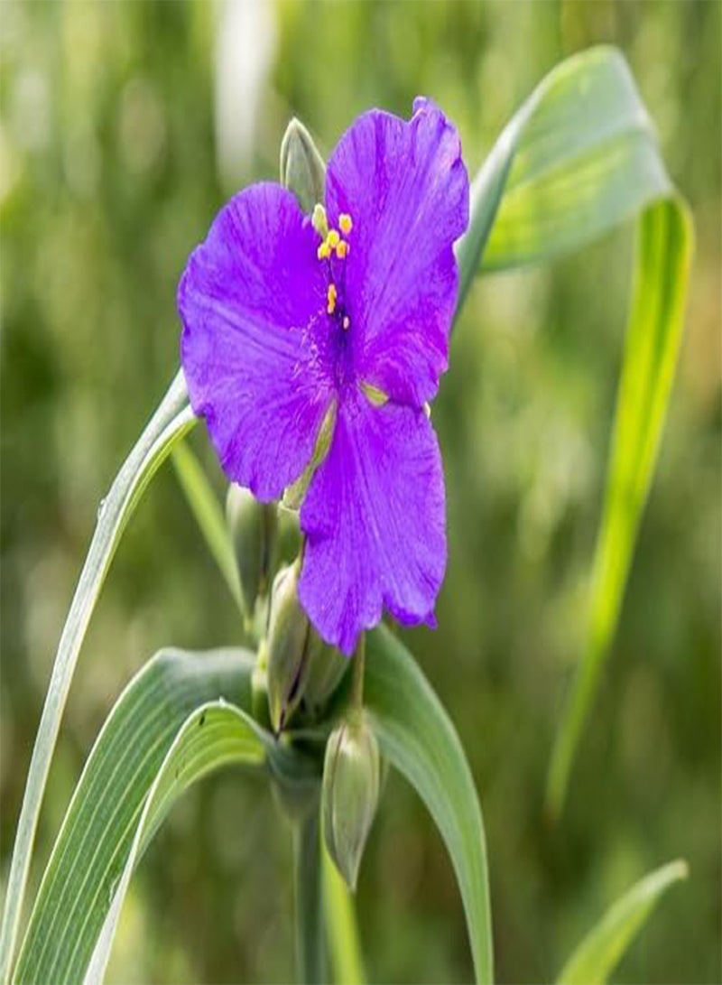 GGOOT 10pcs Fresh Spiderwort Flower Seeds - Image 1