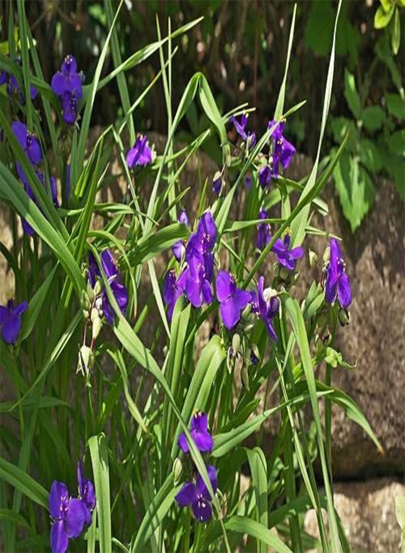 GGOOT 10pcs Fresh Spiderwort Flower Seeds - Image 2