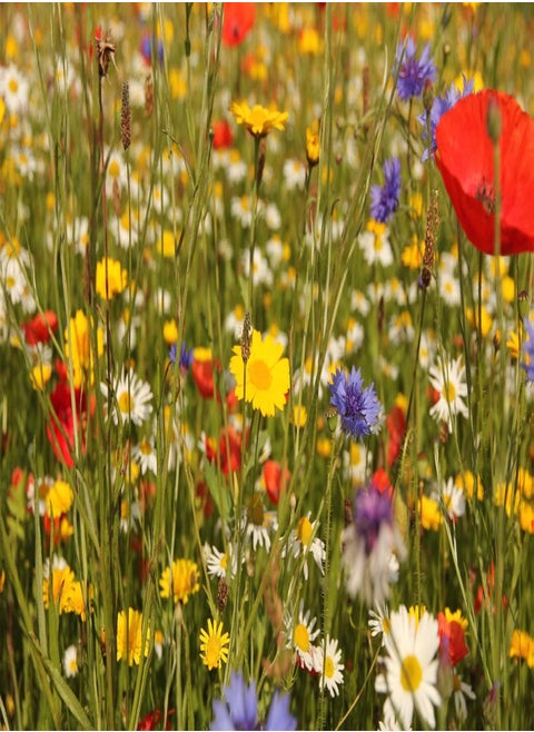 Perennial Wildflower Seeds UK_ Certificate Seeds Mix of 21 Different Flower Seeds with no Grass or Lawn Seeds Inside The Pack (250g)
