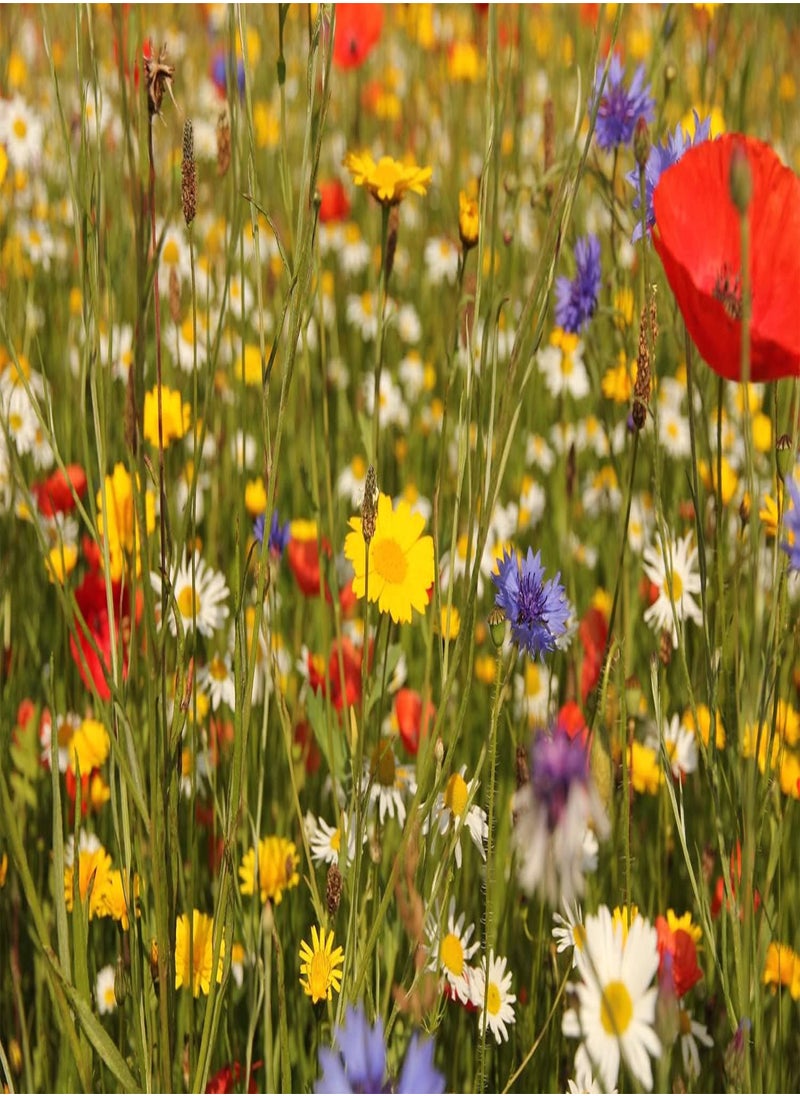 GGOOT - Perennial Wildflower Seeds UK_ Certificate Seeds Mix of 21 Different Flower Seeds with no Grass or Lawn Seeds Inside The Pack (250g) - Image 1