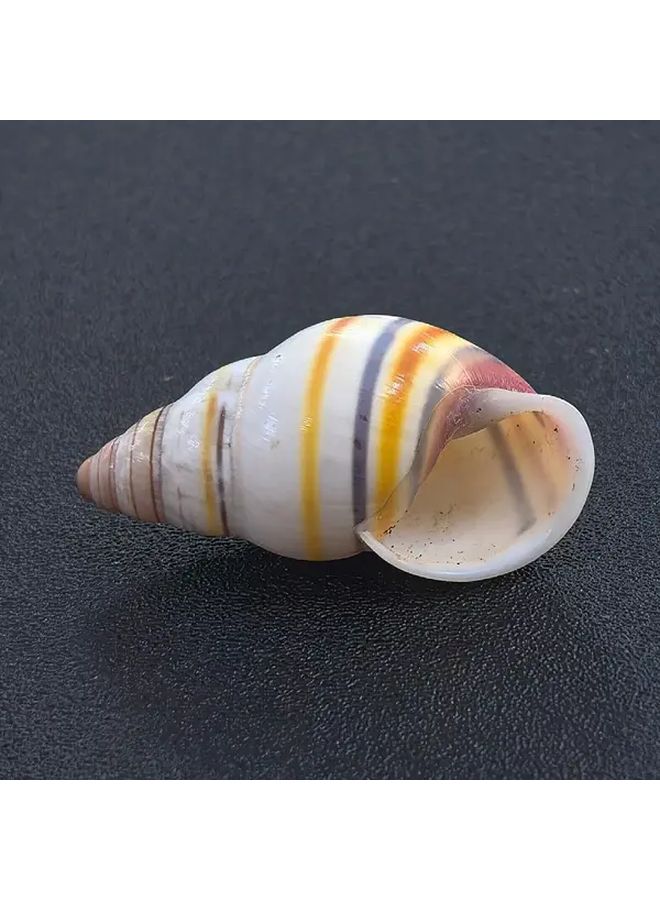 1pc Whimsical Amphibious Snail Shell Conch Aquarium Fish Tank Decoration - Image 1