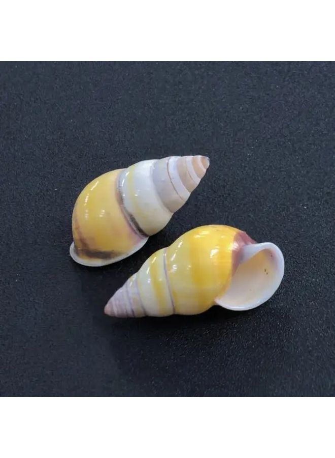 1pc Whimsical Amphibious Snail Shell Conch Aquarium Fish Tank Decoration - Image 4