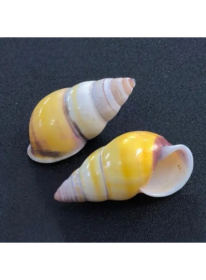 1pc Whimsical Amphibious Snail Shell Conch Aquarium Fish Tank Decoration - Image 2