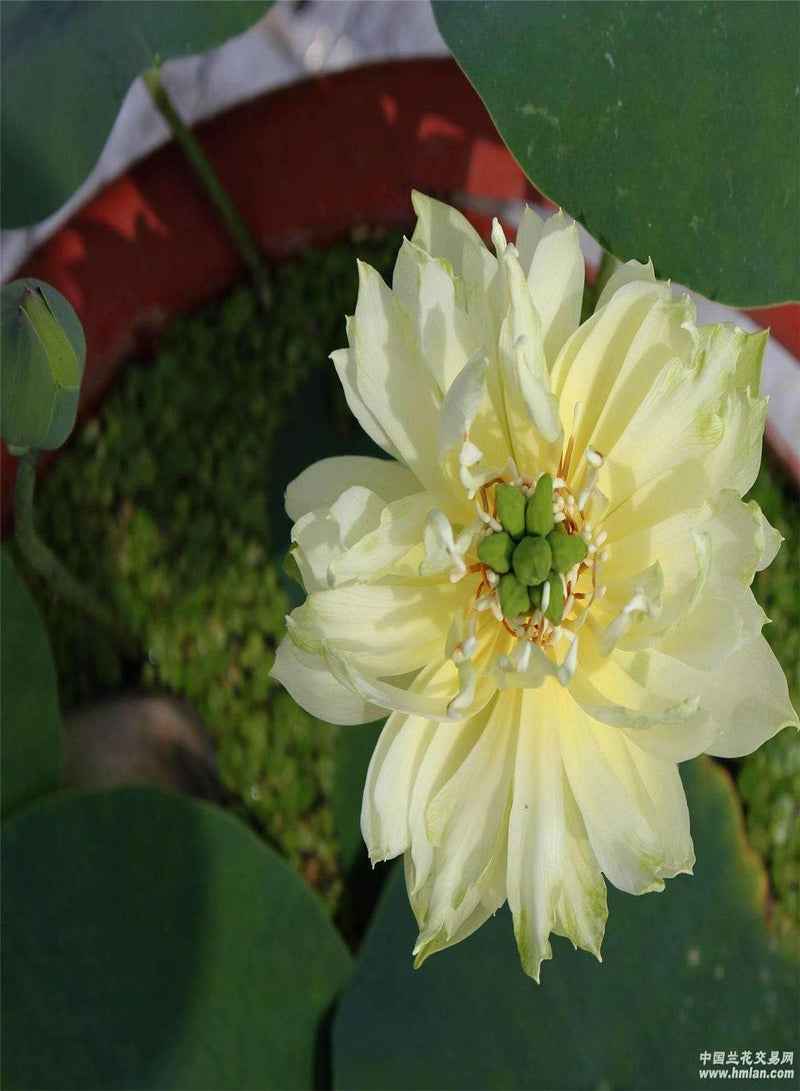 GGOOT Bonsai Bowl Lotus Seeds 10pcs Water Lily Flower Plant Seeds Ornamental Courtyard Finest Viable Colors Aquatic Water Features Seeds Home Garden Yard Farm Pond Decor  - Image 2