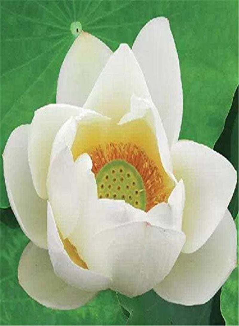 GGOOT Bonsai Bowl Lotus Seeds 10pcs Water Lily Flower Plant Seeds Ornamental Courtyard Finest Viable Colors Aquatic Water Features Seeds Home Garden Yard Farm Pond Decor  - Image 4