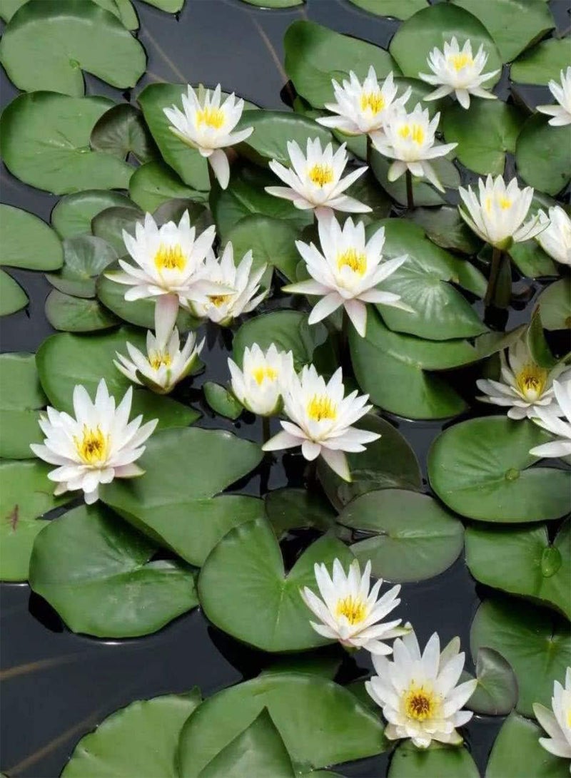 GGOOT Bonsai Bowl Lotus Seeds 10pcs Water Lily Flower Plant Seeds Ornamental Courtyard Finest Viable Colors Aquatic Water Features Seeds Home Garden Yard Farm Pond Decor  - Image 3