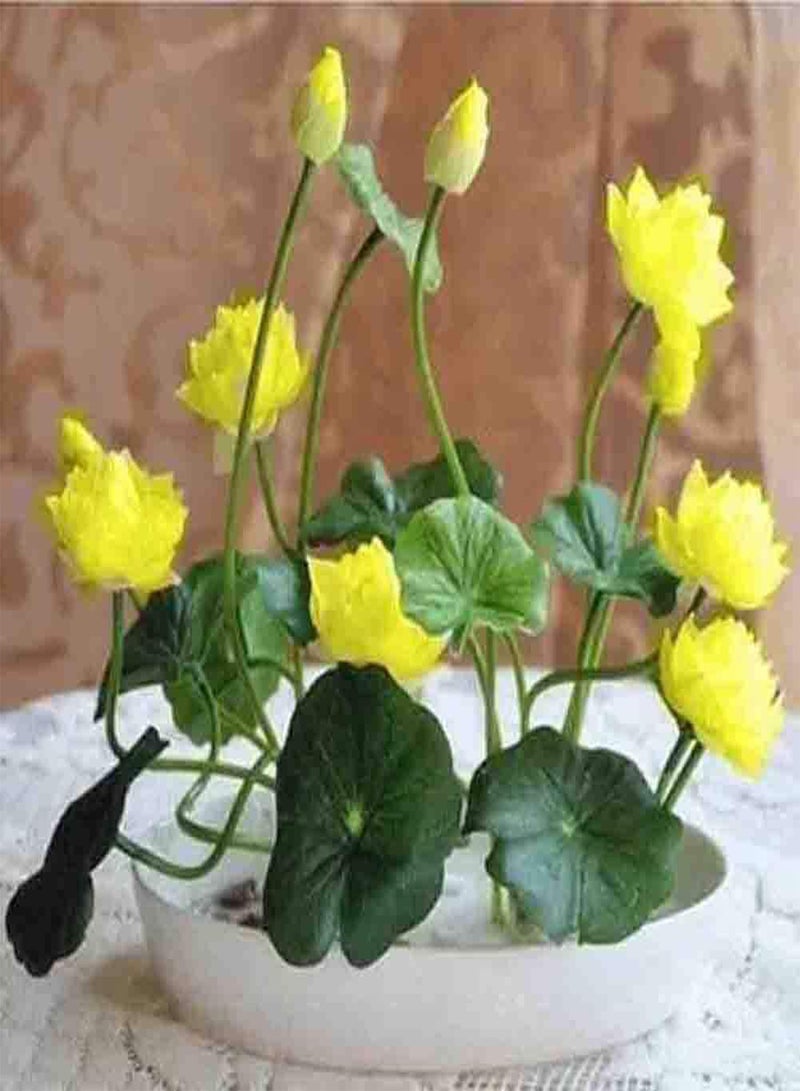 GGOOT Bonsai Bowl Lotus Seeds 10pcs Water Lily Flower Plant Seeds Ornamental Courtyard Finest Viable Colors Aquatic Water Features Seeds Home Garden Yard Farm Pond Decor  - Image 1