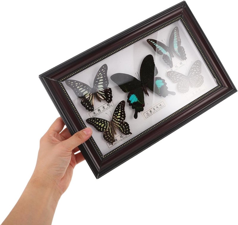 Arabest Butterfly Specimen Shadow Box: Vintage Butterfly Display Frame - Botanical Specimen Photo Frame for Natural History Wall Art and Farmhouse Home Decor - Image 5