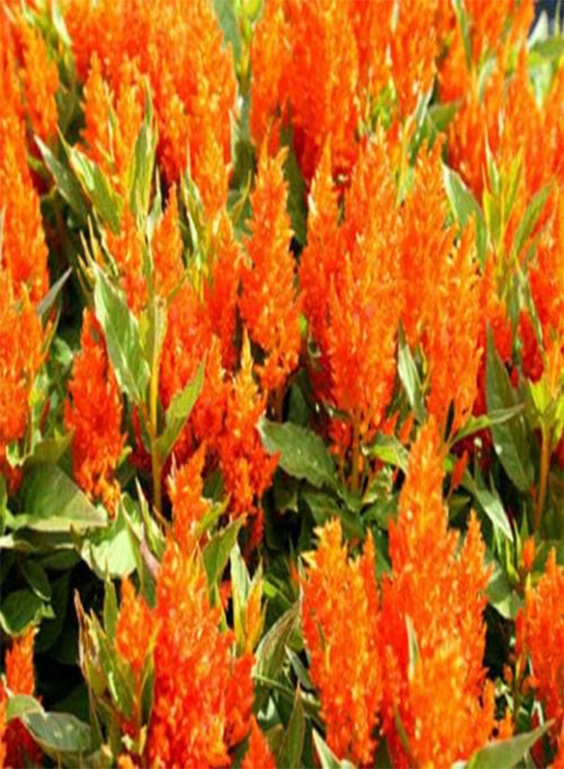 GGOOT Celocia Nana Glitters Orange Celosia Plumosa (PKD) - 125 Bulk Seeds