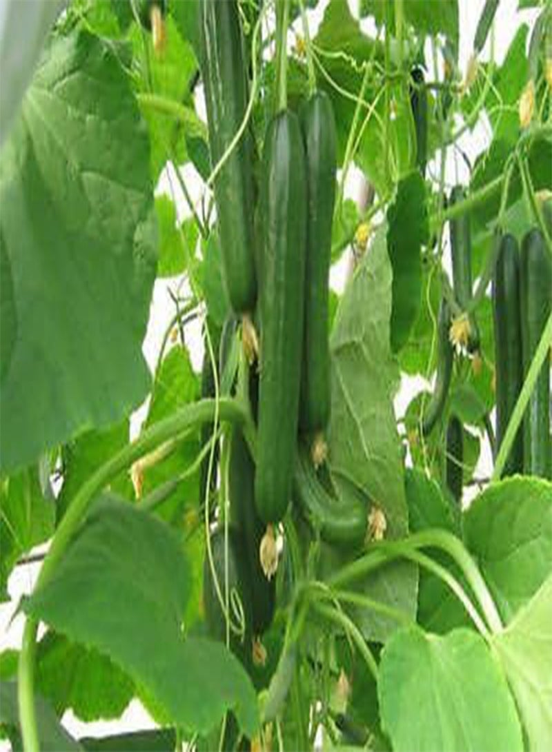 GGOOT Ashley Cucumber, a Cucumber for HOT Summers Locations. Productive,100 Seeds! - Image 2