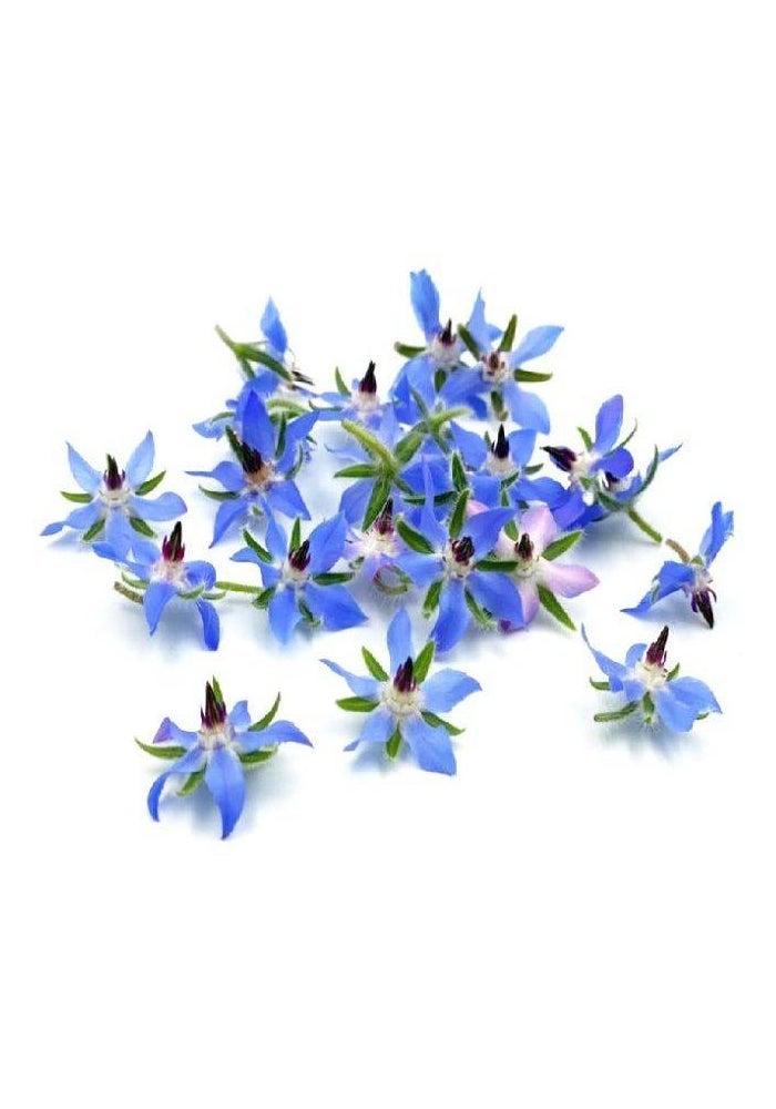 Borage Flowers Edible Flowers - 20 Pcs