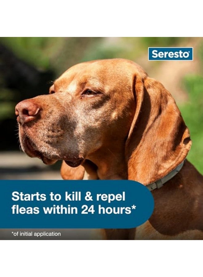Seresto Large Dog Vet-Recommended Flea & Tick Treatment & Prevention Collar for Dogs Over 18 lbs. | 2-Pack - Image 5