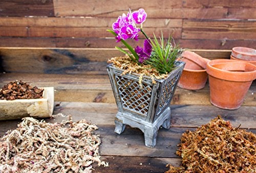 SuperMoss (22301) Orchid Sphagnum Moss Dried, Natural, 8oz - Image 5