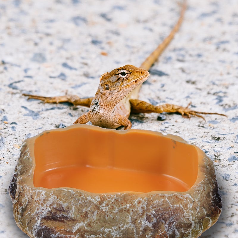 2pcs Reptile Feeding Bowl Resin Reptile Water Dish Food Bowl Reptile Food Water Dish for Lizard Tortoise - Image 3