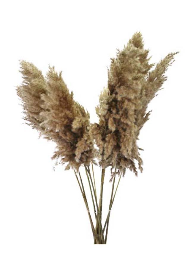 Generic 3-Piece Fancy Natural Dried Soft Pampas XL Grass  60-70Cm  - Image 2
