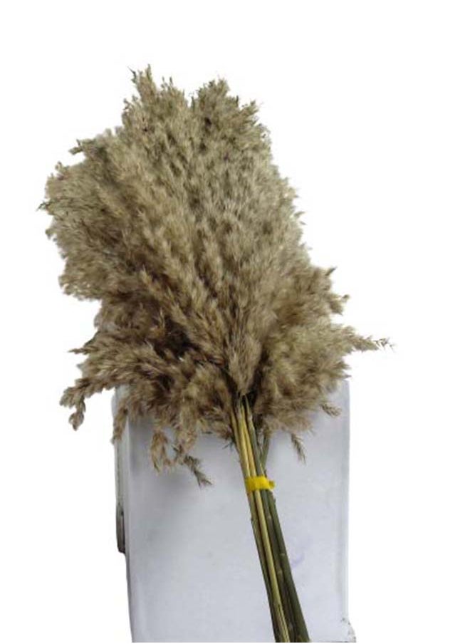 Generic 3-Piece Fancy Natural Dried Soft Pampas XL Grass  60-70Cm  - Image 4